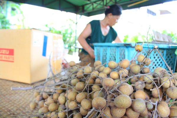 demand2 การชั่งน้ำหนักรับซื้อลำไยนั้นรับซื้อเป็นลูก ดังนั้นเกษตรกรต้องมานั่งแกะลำไยทีละลูกครับ