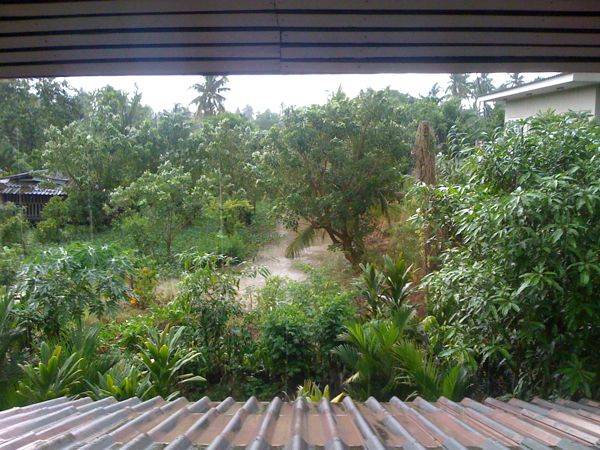 bangkrajao-1 บรรยากาศมองจากห้องทำงานชั้นสอง จะเห็นว่าเป็นพื้นที่ชุ่มน้ำ ถ้าฝนตกจะสวยชุ่มฉ่ำมาก