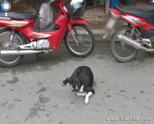 หมามองรถ google หมามองรถ google